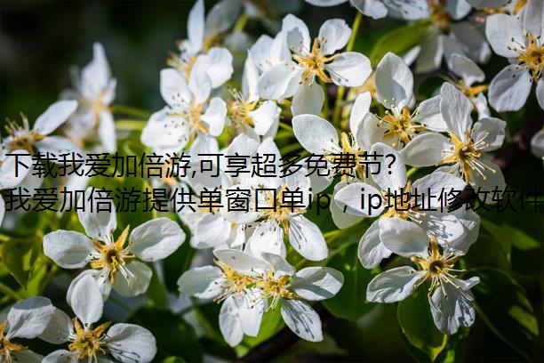 下载我爱加倍游,可享超多免费节点静态IP!